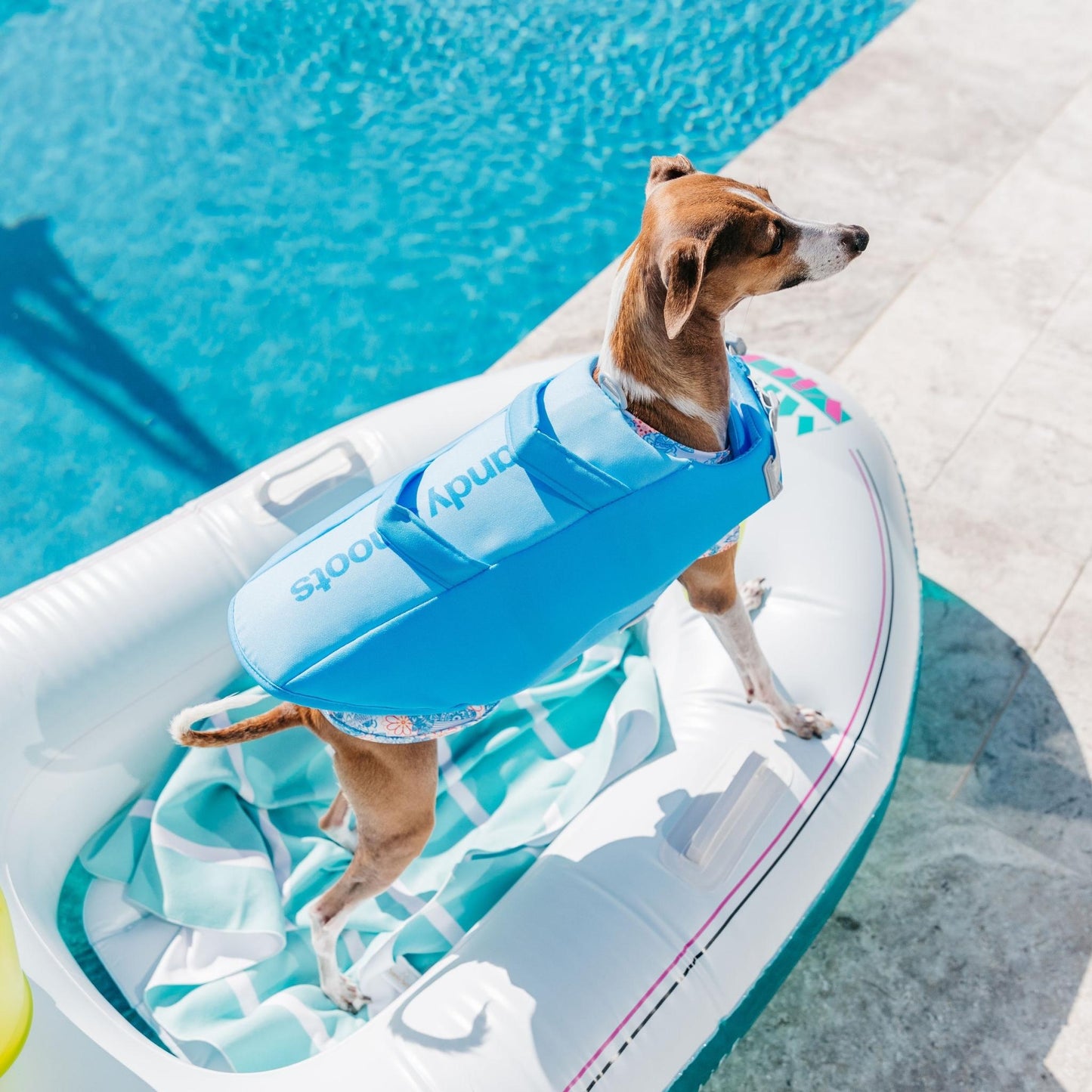 Sky Blue Dog Life Jacket Australia