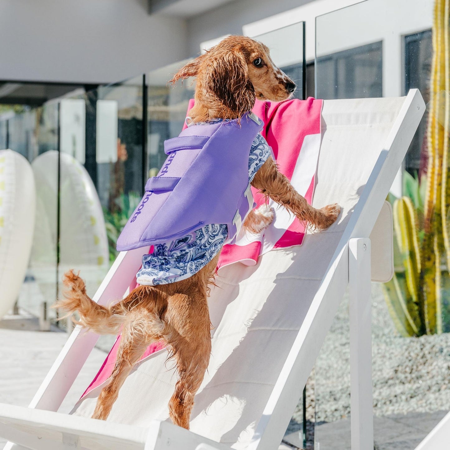 Seashell Purple Dog Life Jacket Australia