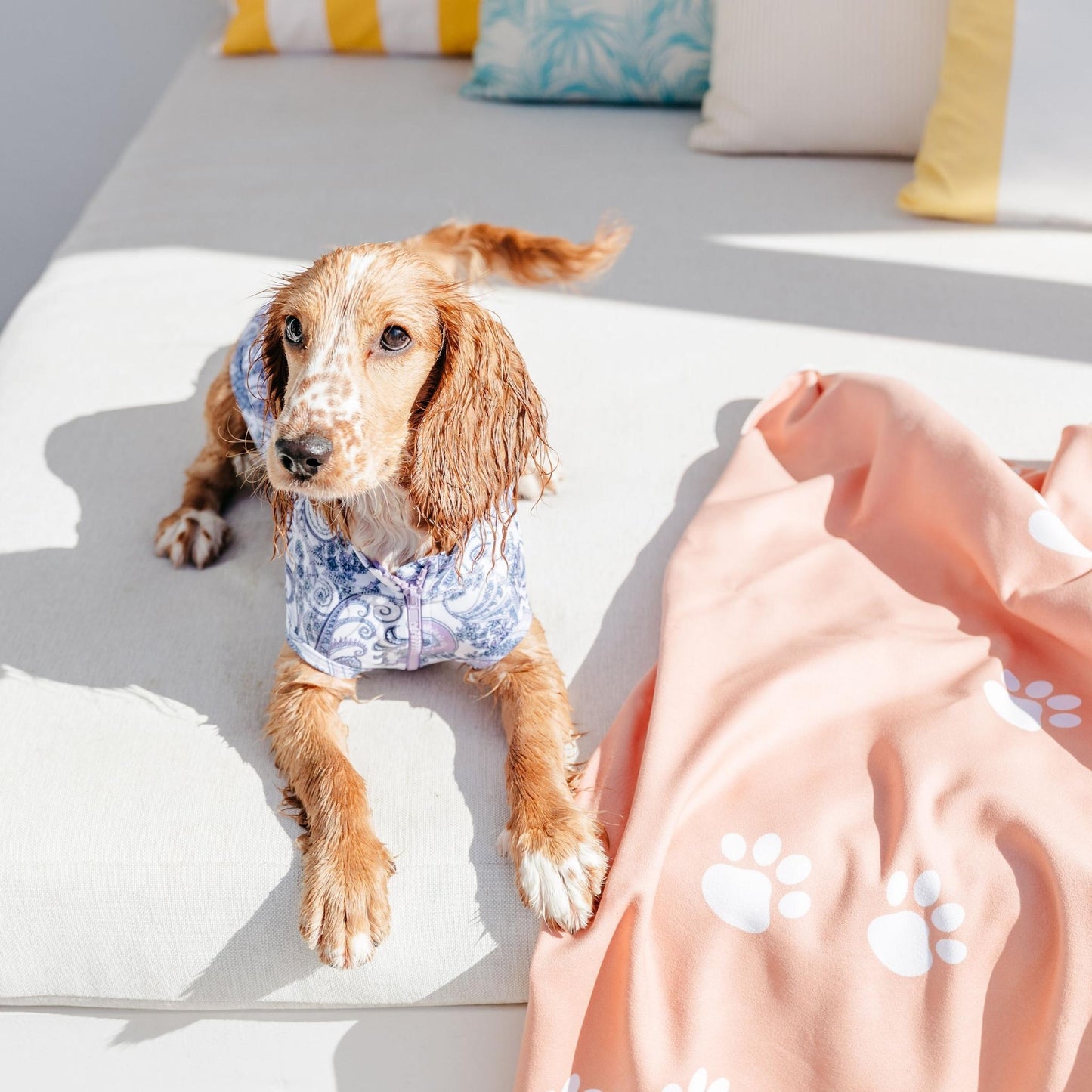 Purple Paisley Sun Protective Dog Rashie Australia
