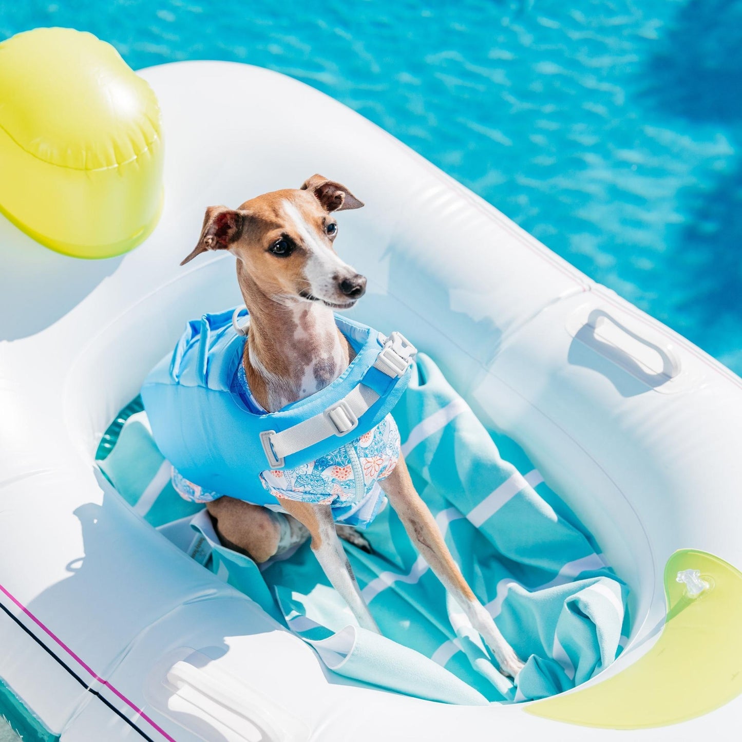 Sky Blue Dog Life Jacket Australia