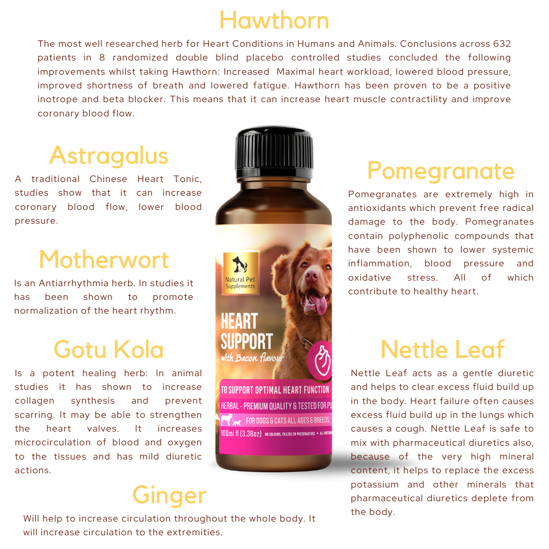 Supplements for cats sales with heart disease