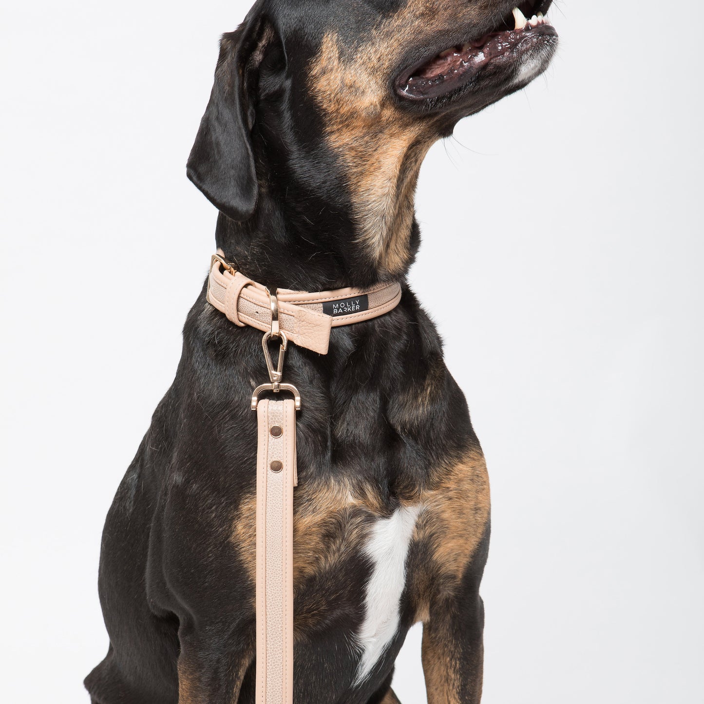 Sasha Dog Collar | Molly Barker Australia | Designer Dog Accessories 