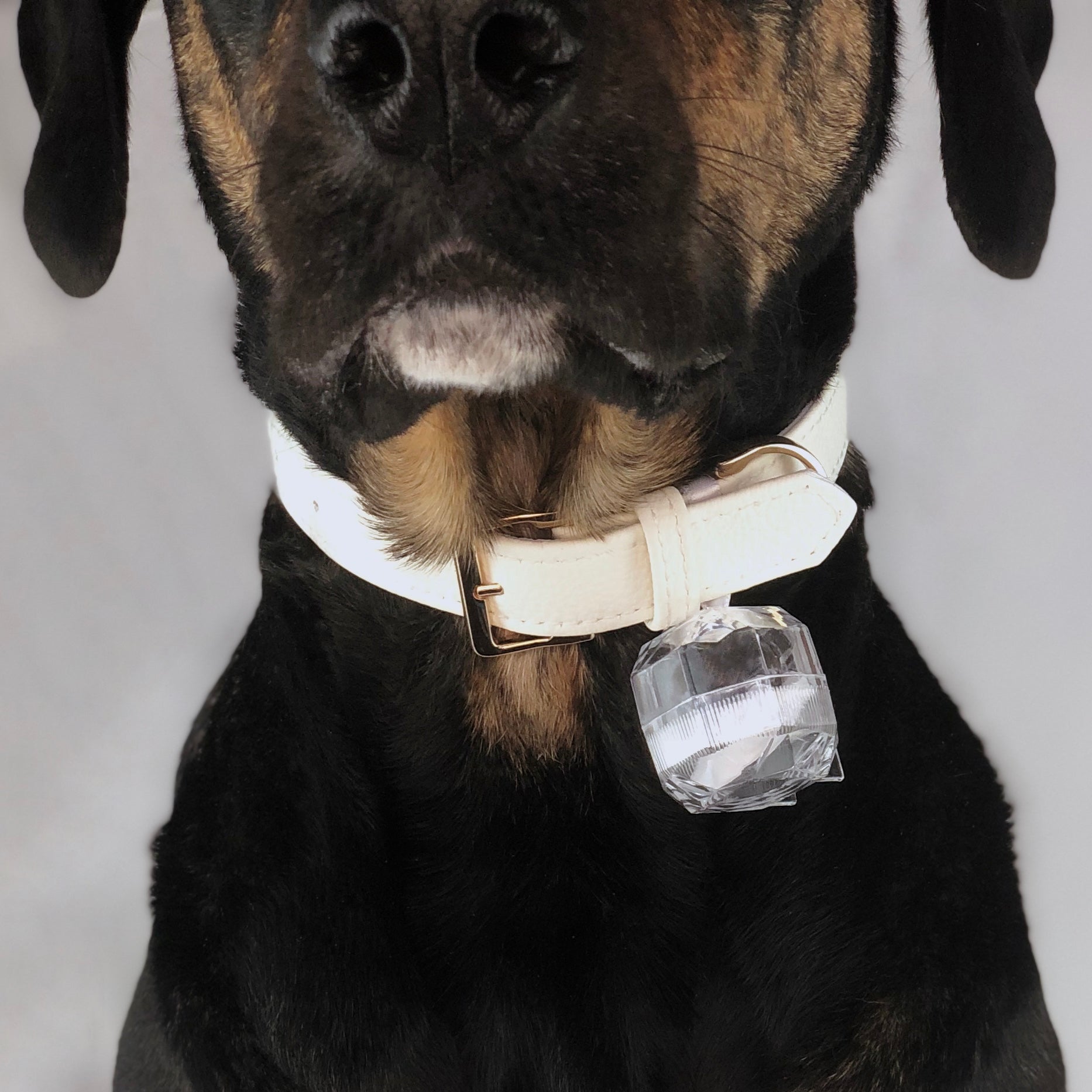 Bella Dog Collar | Molly Barker Australia | Designer Dog Accessories 