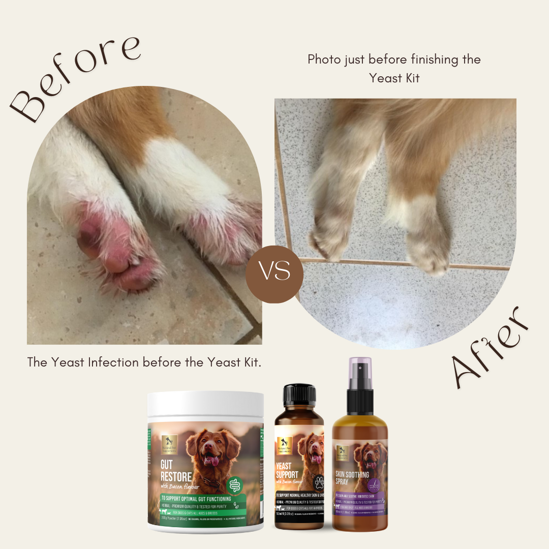 Acidophilus for dogs with yeast deals infection