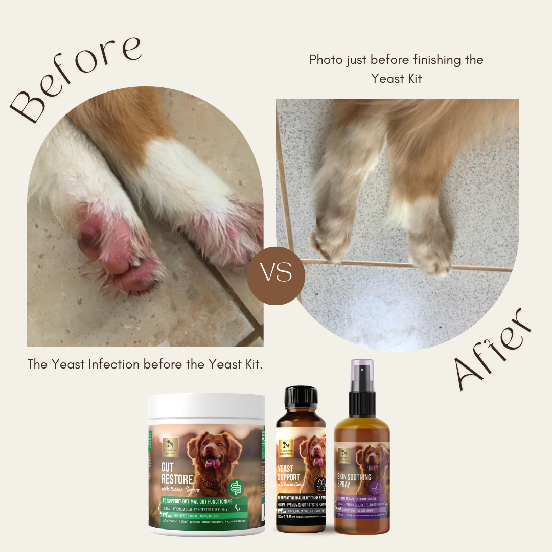 Treatment for dog with yeast clearance infection